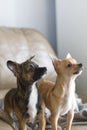 Two Small Chihuahua Dogs Looking Off camera expectantly