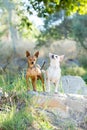 Two small chihuahua dogs standing on a rock Royalty Free Stock Photo