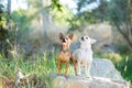 Two small chihuahua dogs standing on a rock Royalty Free Stock Photo