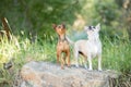 Two small chihuahua dogs standing on a rock Royalty Free Stock Photo