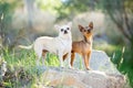 Two small chihuahua dogs standing on a rock Royalty Free Stock Photo