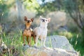 Two small chihuahua dogs standing on a rock Royalty Free Stock Photo