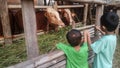 two small children are feeding the cows