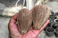 Two small coconut shell is placed on the palm of the hand Royalty Free Stock Photo