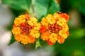 Two small coloful Summer flowers on green defocused background .