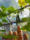 Two small cucumbers growing inside a private greenhouse with a shelf full with terracotta pots