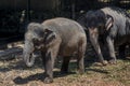 Two small baby elephants walking at zoo Royalty Free Stock Photo