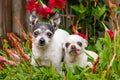 Two Small cute dogs between green red flowers one dog with tongue out. Royalty Free Stock Photo