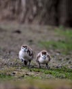 two small and cute fledglings of egyptian geese