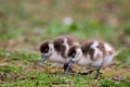 two small and cute fledglings of egyptian geese