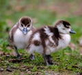 two small and cute fledglings of egyptian geese