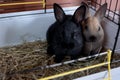 Two small cute snuggle rabbits