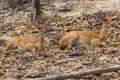 Two Small deer in Chiangmai Zoo , Thailand Royalty Free Stock Photo