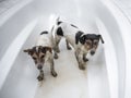 Two small dirty crazy jack russell terrier dogs are unhappy in the bathtub waiting Royalty Free Stock Photo