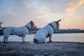 Two small dog in clothes stands on the Bank and looks away Royalty Free Stock Photo