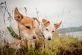 Two small dog in clothes stands on the Bank and looks away Royalty Free Stock Photo