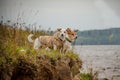 Two small dog in clothes stands on the Bank and looks away Royalty Free Stock Photo