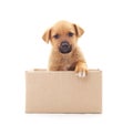 Two small dogs in the box Royalty Free Stock Photo