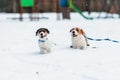 Two small dogs are chasing in snow in the park Royalty Free Stock Photo