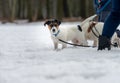 Two small dogs are chasing in snow in the park Royalty Free Stock Photo