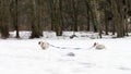Two small dogs are chasing in snow in the park Royalty Free Stock Photo