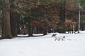 Two small dogs are chasing in snow in the park Royalty Free Stock Photo