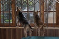 Two small dogs looking through a home window Royalty Free Stock Photo