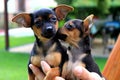 Two small dogs Royalty Free Stock Photo
