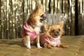 Two small dogs in pink Royalty Free Stock Photo