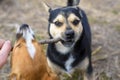 Two small dogs play with a stick. Outbred puppies in the countryside