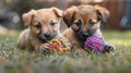 Two Small Dogs Playing With a Ball in the Grass Royalty Free Stock Photo