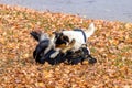 Two small dogs playing in the garden on autumn leaves Royalty Free Stock Photo