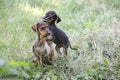Two small dogs playing in the park. Royalty Free Stock Photo