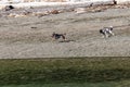 two small dogs playing toggether at the beach Royalty Free Stock Photo