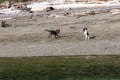 two small dogs playing toggether at the beach Royalty Free Stock Photo