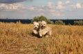 Small running dogs in a stubble field Royalty Free Stock Photo