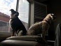Dogs two window 2171 Royalty Free Stock Photo