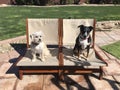 dogs two chairs 2182 Royalty Free Stock Photo