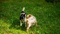 Two small dogs sniffing each other to get to know each other