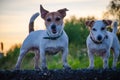 Two small dogs stand on the Bank and look into the frame Royalty Free Stock Photo