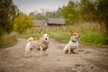 Two small dogs stand on the Bank and look into the frame Royalty Free Stock Photo