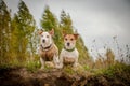 Two small dogs stand on the Bank and look into the frame Royalty Free Stock Photo