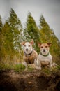 Two small dogs stand on the Bank and look into the frame Royalty Free Stock Photo