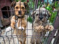 Two small dogs Terrier an Poodle behind a fence with chain around their necks. Dogs in a cage