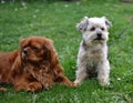 Two small dogs together friends