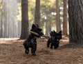 Two small dogs walking together in the woods, carrying a stick. Royalty Free Stock Photo