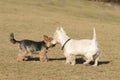 Two small dogs which is met on grass in the spring Royalty Free Stock Photo