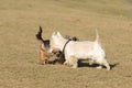 Two small dogs which is met on grass in the spring Royalty Free Stock Photo