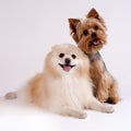 Two small dogs on a white background. Yorkshire Terrier and Spit Royalty Free Stock Photo