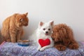 Two small dogs, white Pomeranian and red brown miniature poodle, are lying on litter, red cat is sitting next to a bowl